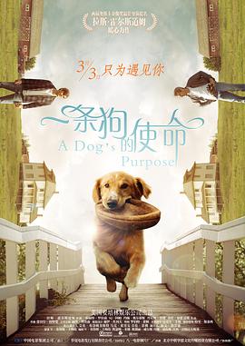 天天精品视频